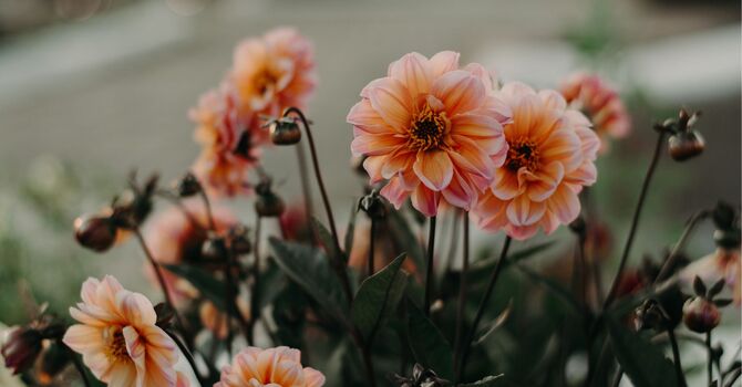 Group Therapy/Support Groups